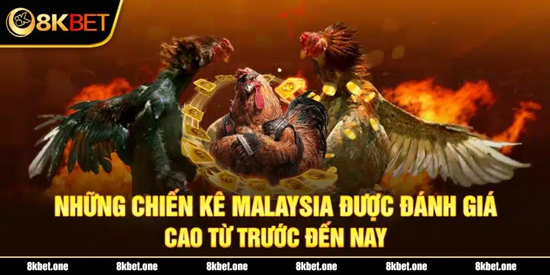 Những chiến kê Malaysia được đánh giá cao từ trước đến nay