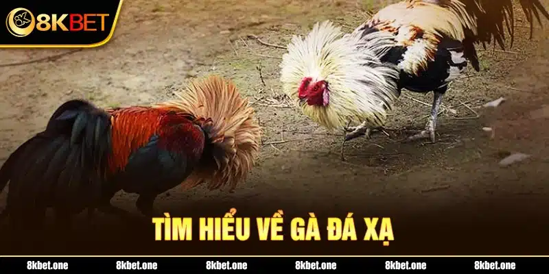 Tìm hiểu về gà đá xạ