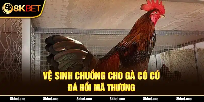 Vệ sinh chuồng cho gà có cú đá hồi mã thương